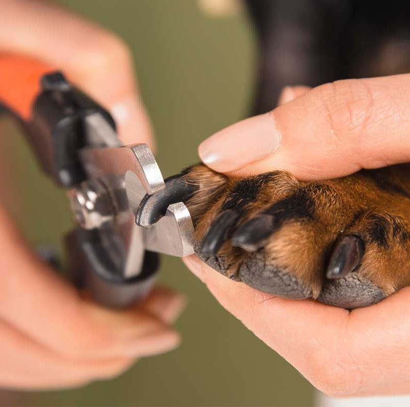 Mani Problems | PETS Magazine: Ask the Experts column, by Desmond Chan