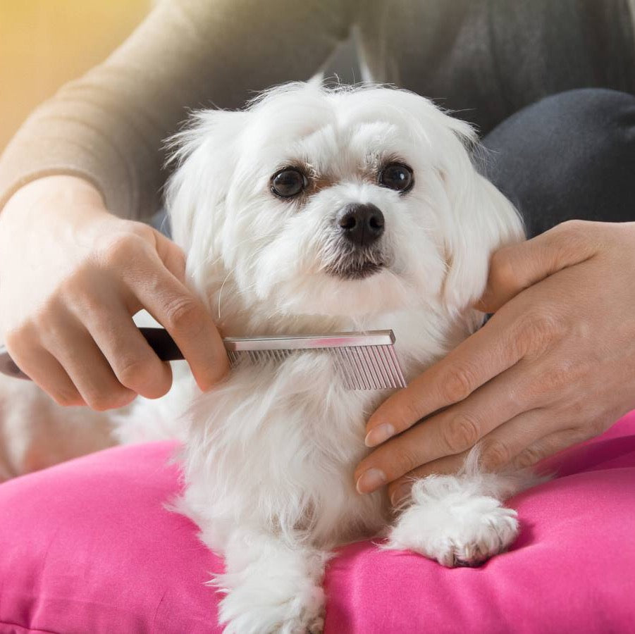 A Knotty Affair | PETS Magazine: Ask the Experts, by Desmond Chan