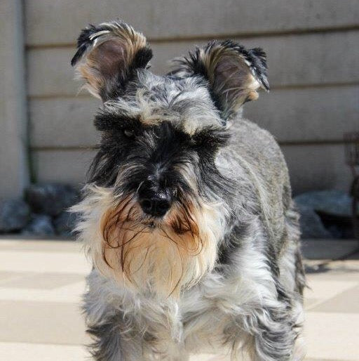 Fixing a Bad Haircut | PETS Magazine: Ask the Experts, by Desmond Chan