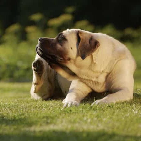 Fido's Skin Woes | PETS Magazine: Ask the Experts, by Desmond Chan