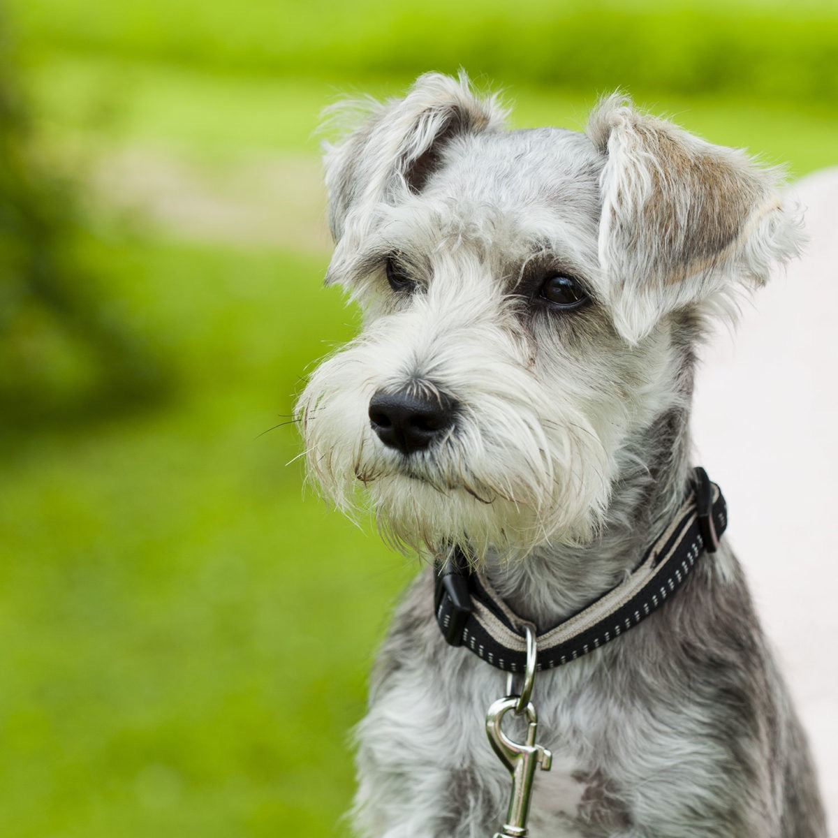 Schnauzer Bumps | PETS Magazine: Ask the experts column, by Desmond Chan
