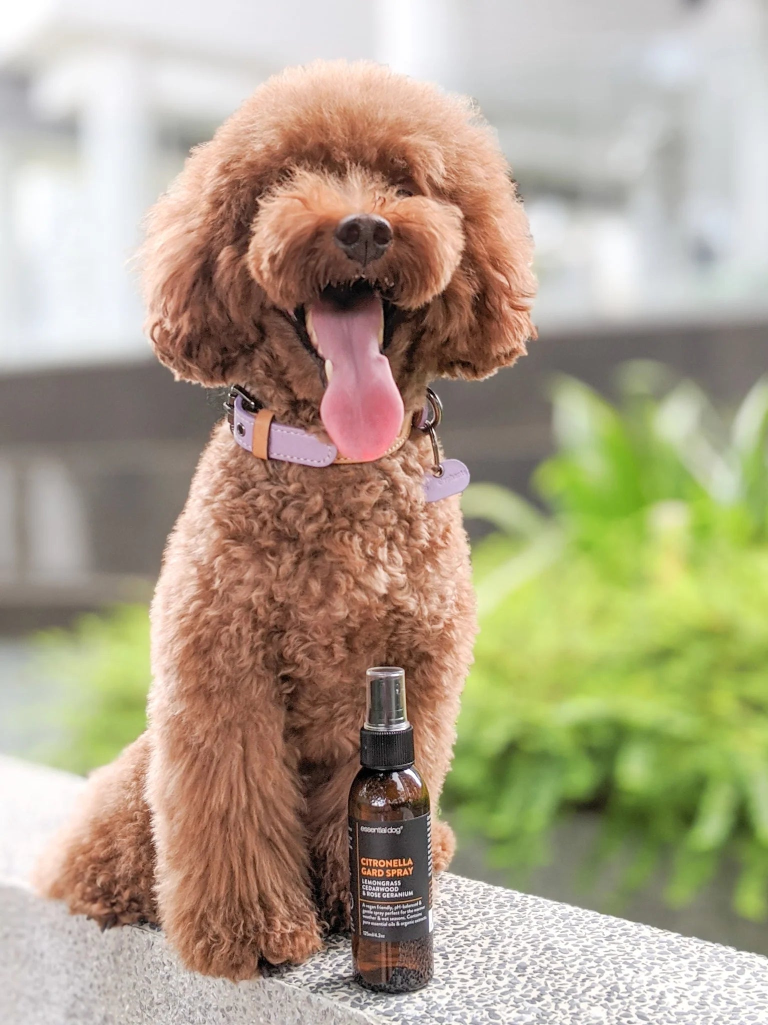 (EXP 07/25) Essential Dog Citronella Gard Spray: Natural Mosquito Repellent (125ml)