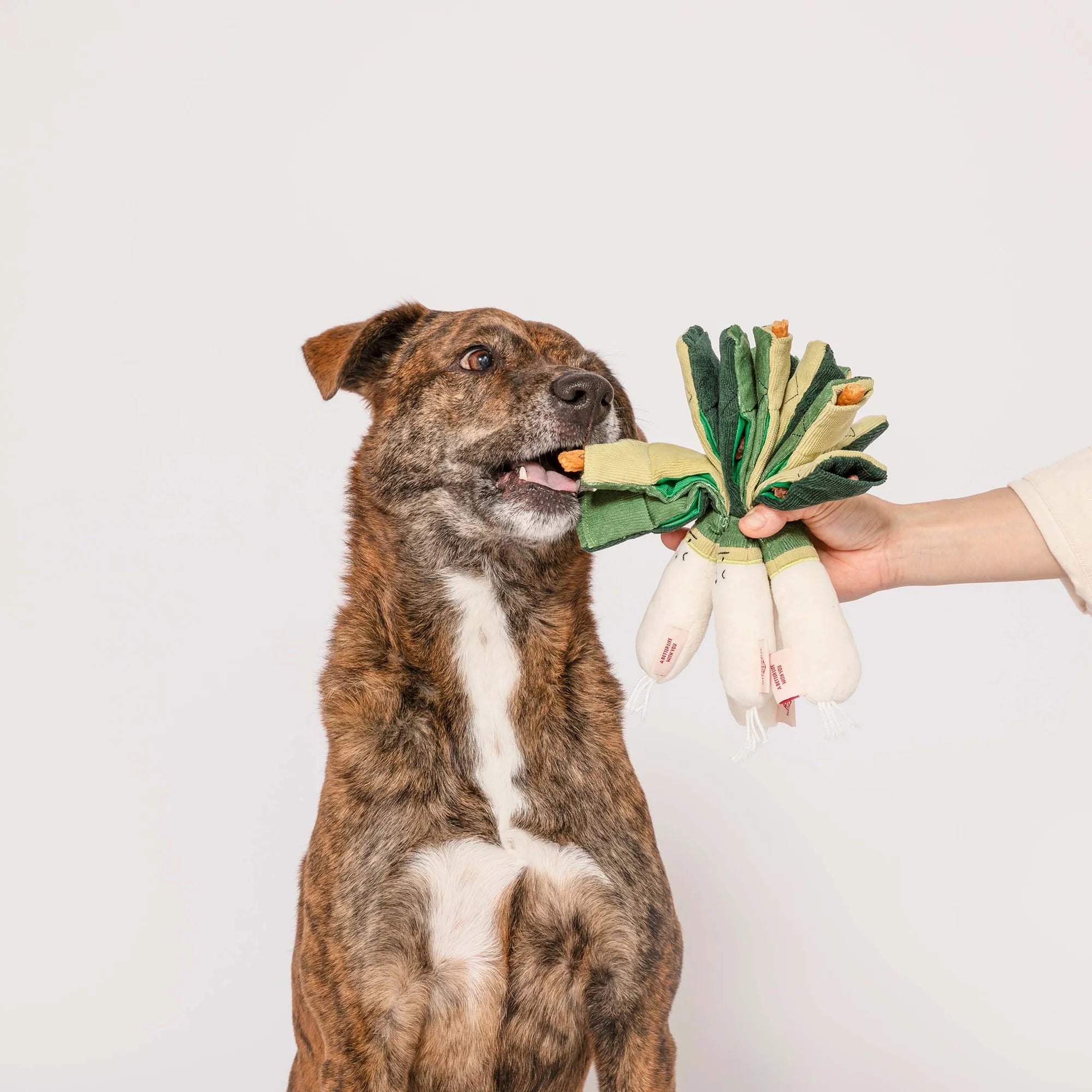 The FurryFolks Green Onion Squeaky Nosework Dog Toy