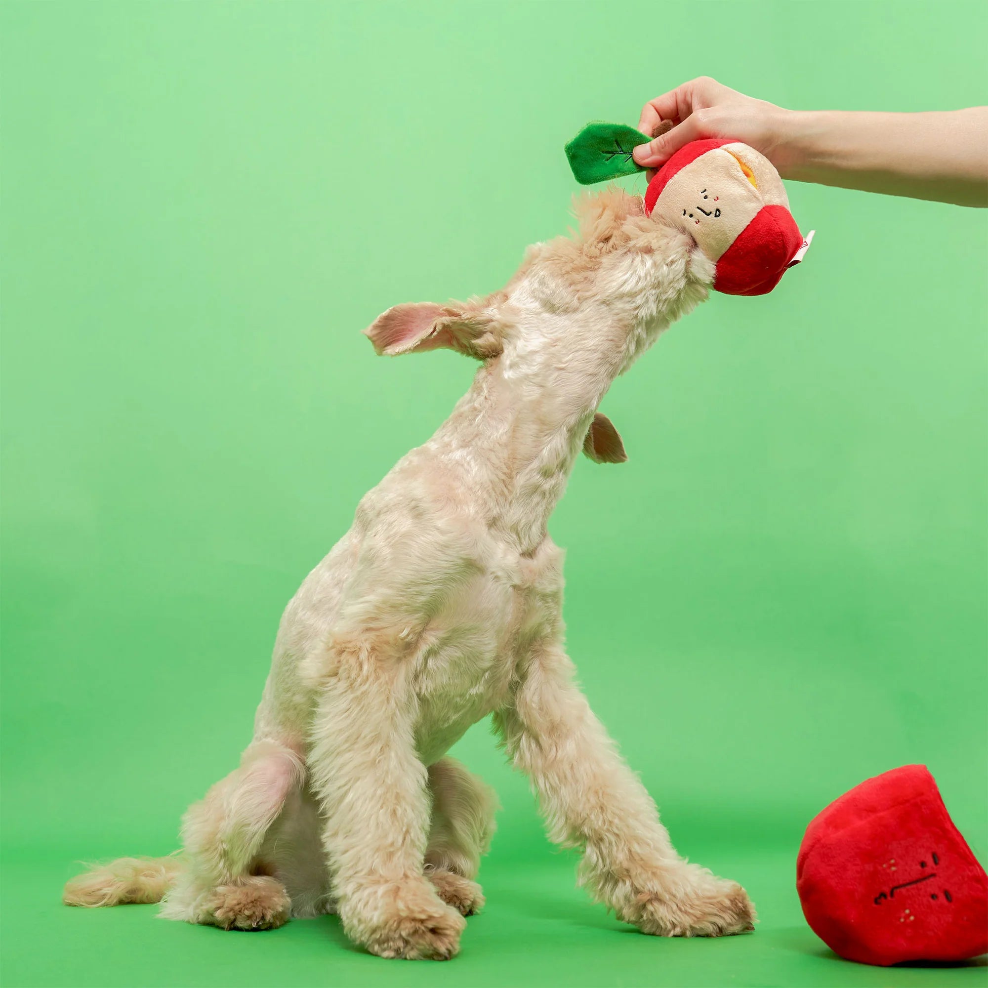 The FurryFolks Apple Squeaky Nosework Dog Toy