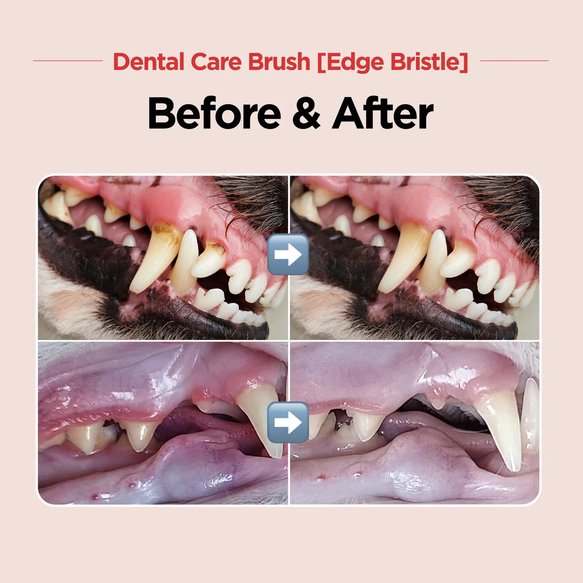 Jayu Pet Dental Brush Edge | Cats & Small Dogs