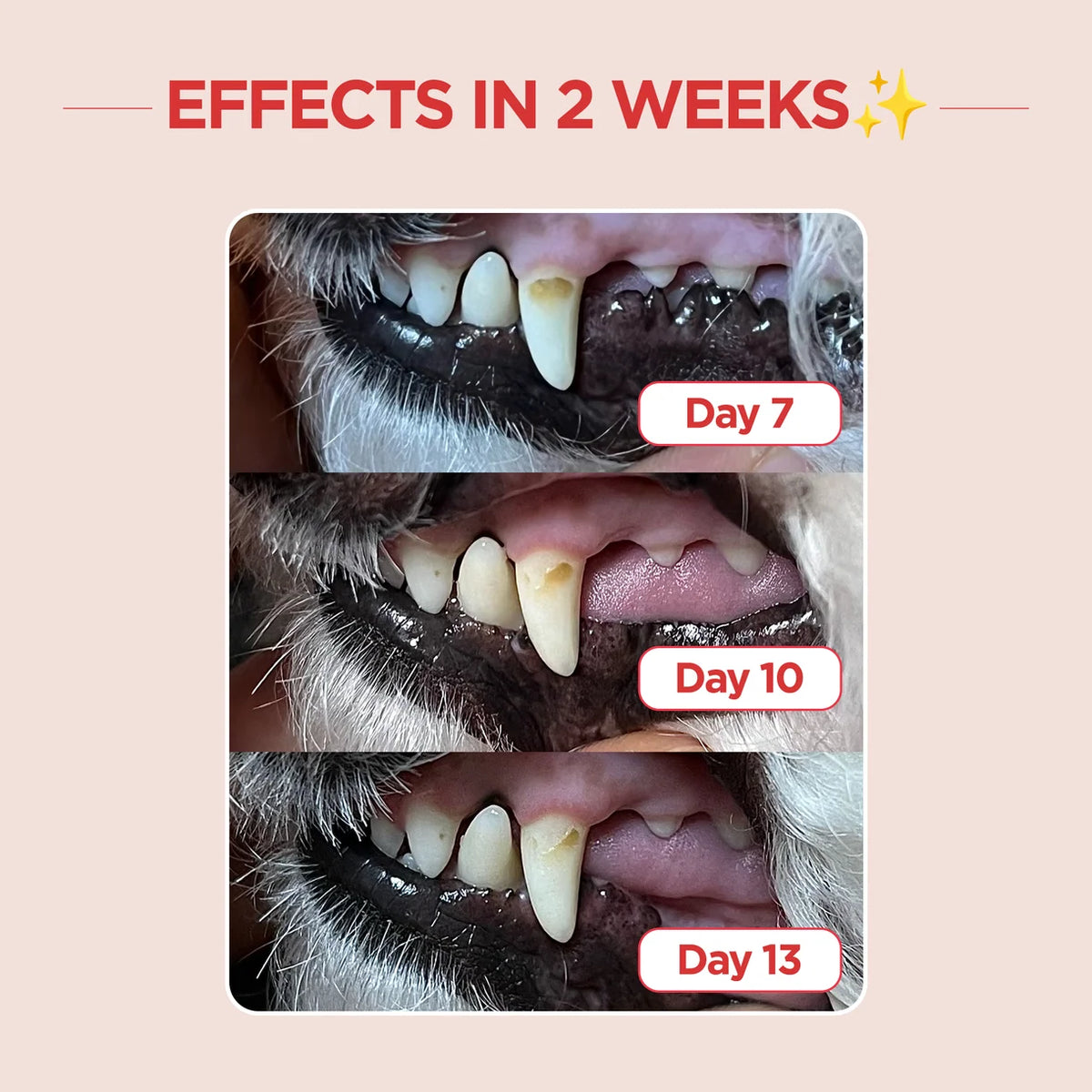 Jayu Pet Dental Brush Edge | Cats & Small Dogs