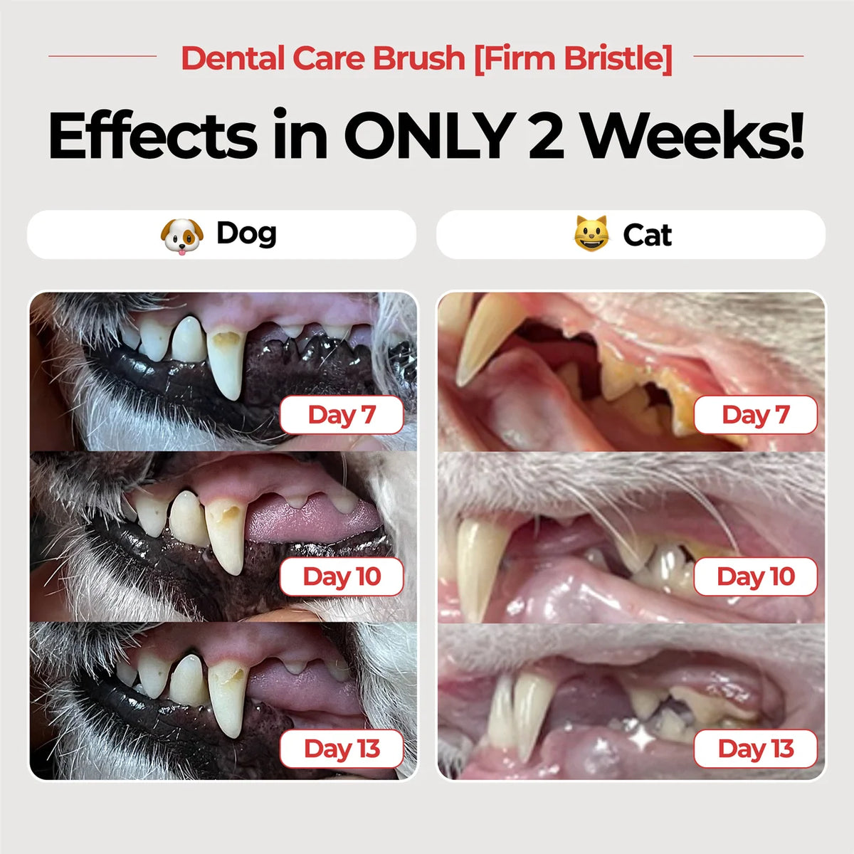 Jayu Pet Dental Brush Firm | Adult Dogs
