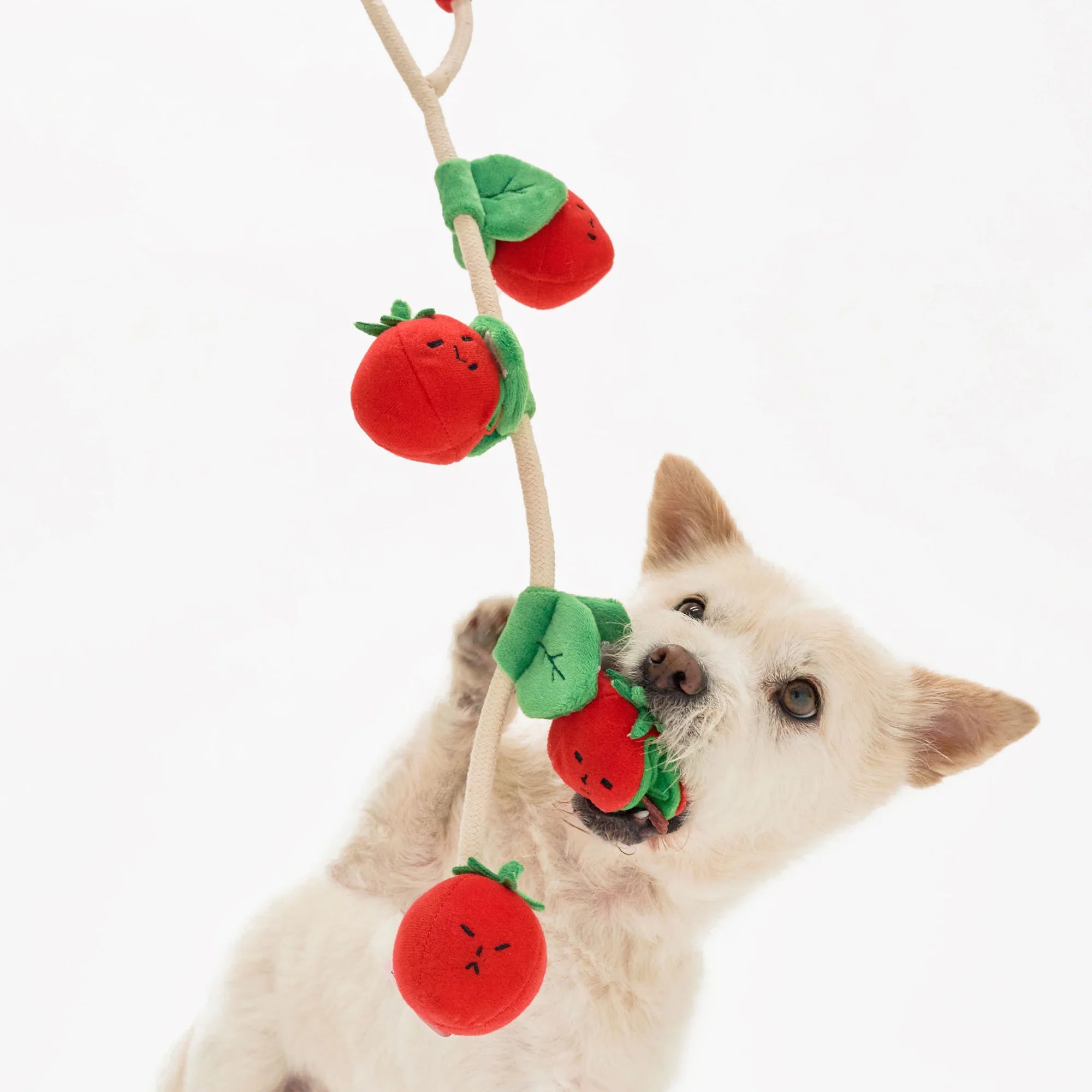 The FurryFolks Cherry Tomato Nosework Tug Toy