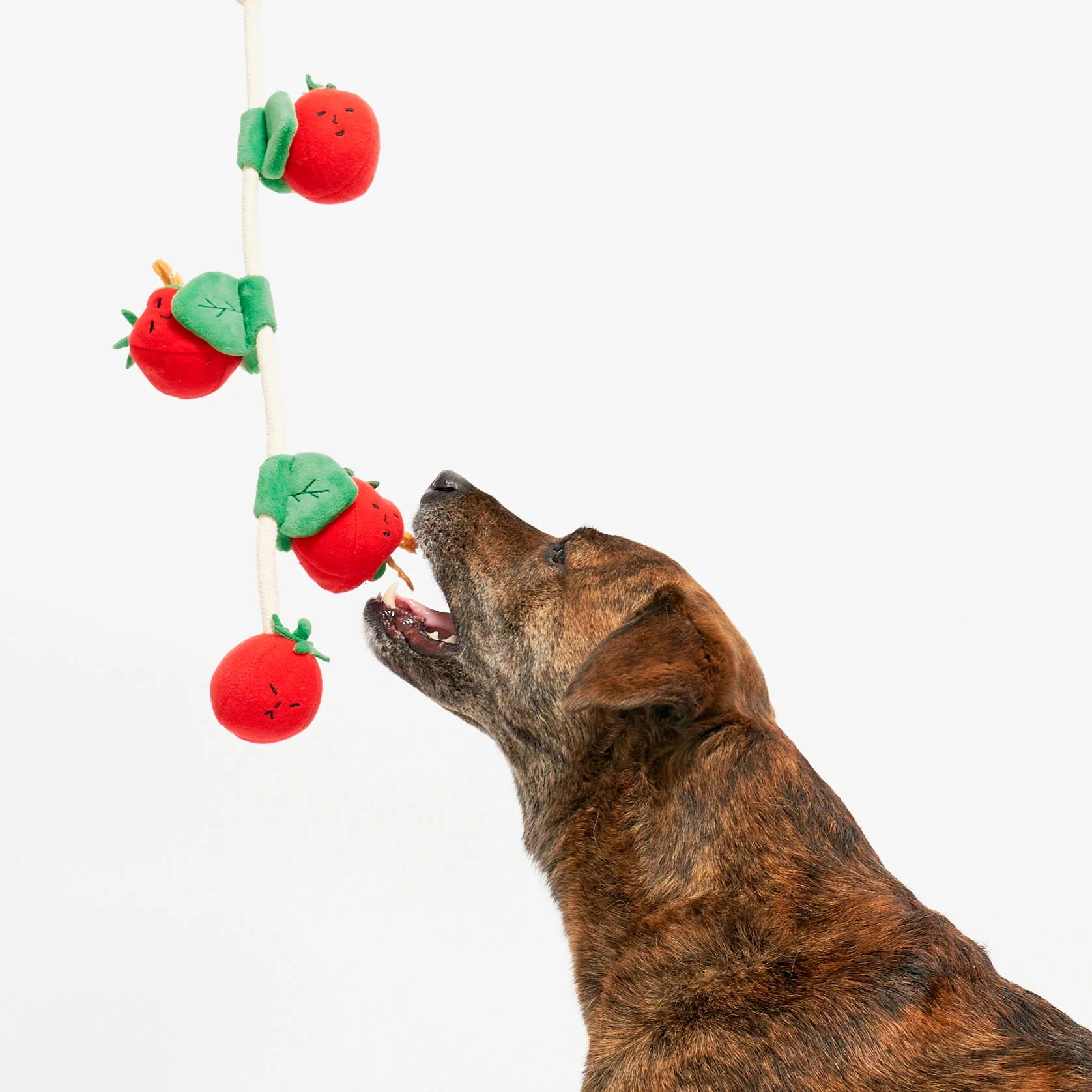 The FurryFolks Cherry Tomato Nosework Tug Toy