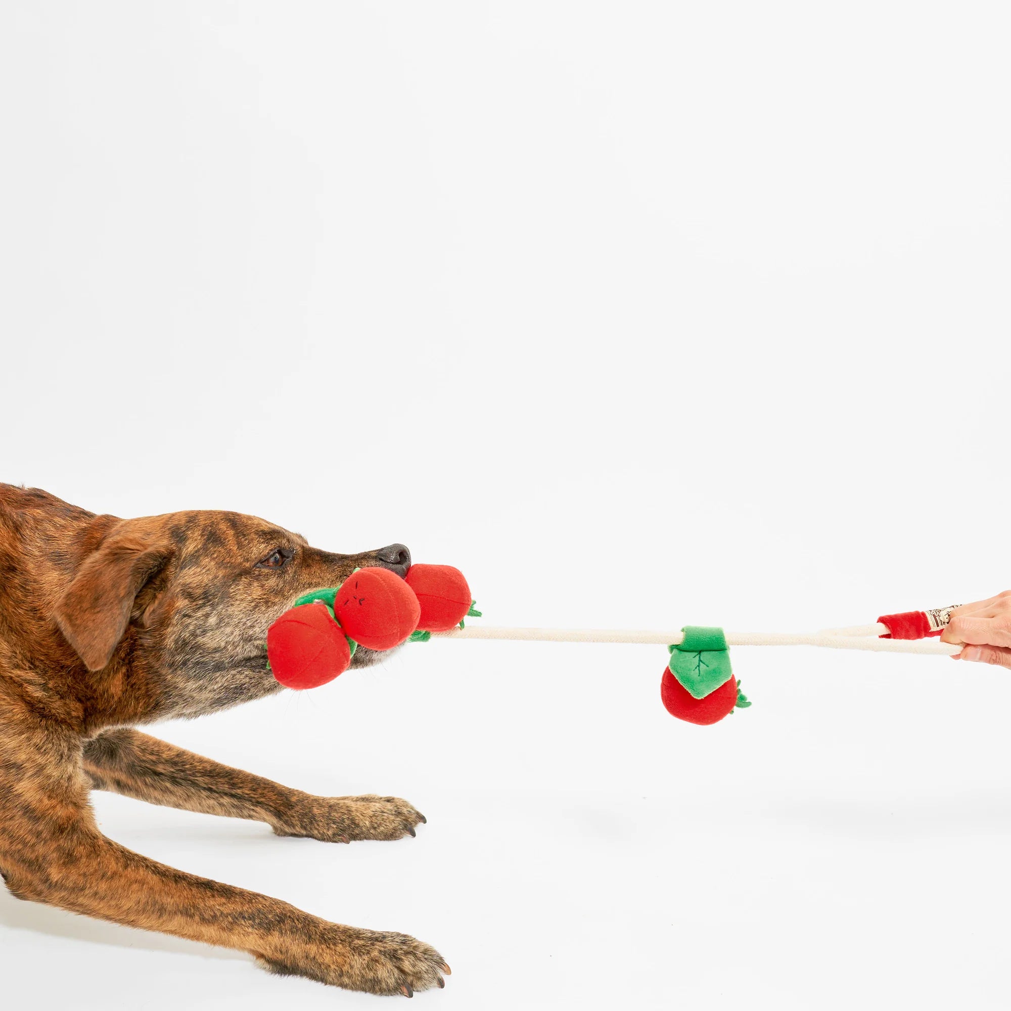 The FurryFolks Cherry Tomato Nosework Tug Toy