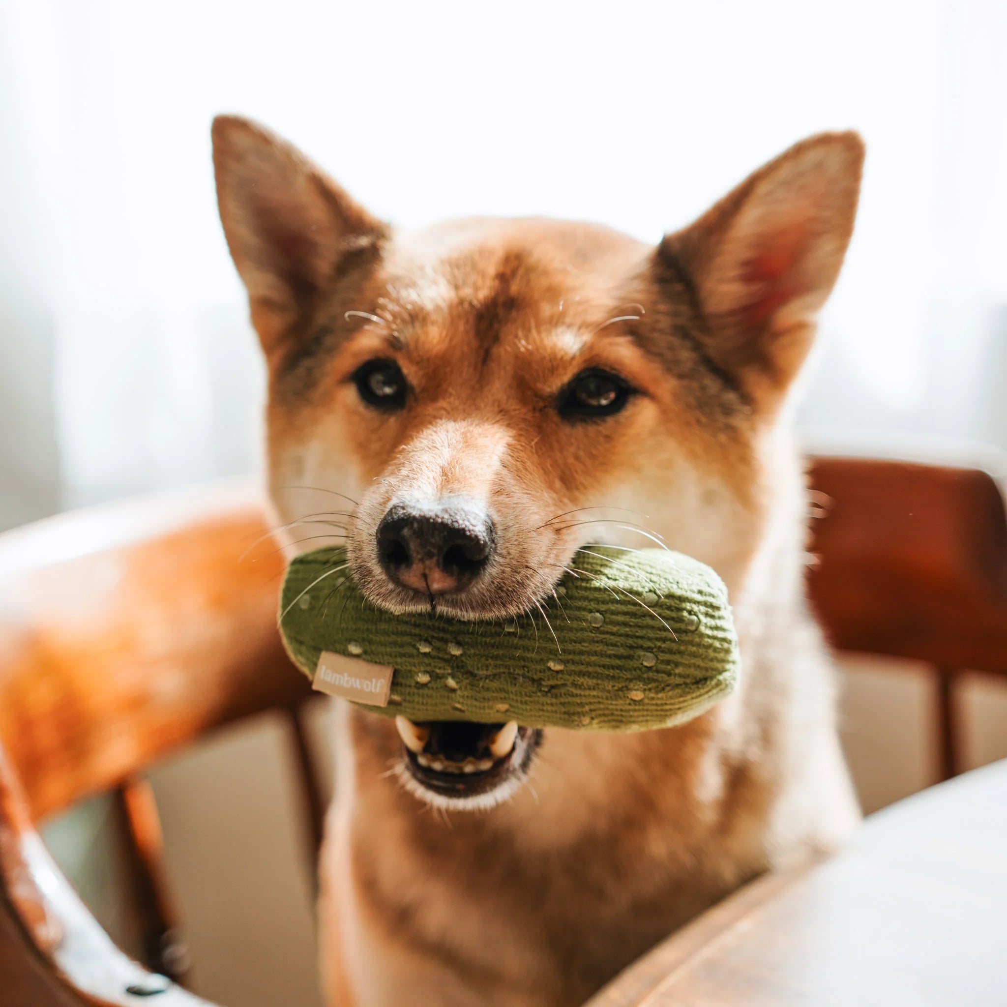 Lambwolf Bagel+Pickle Snuffle & Squeaky Toy