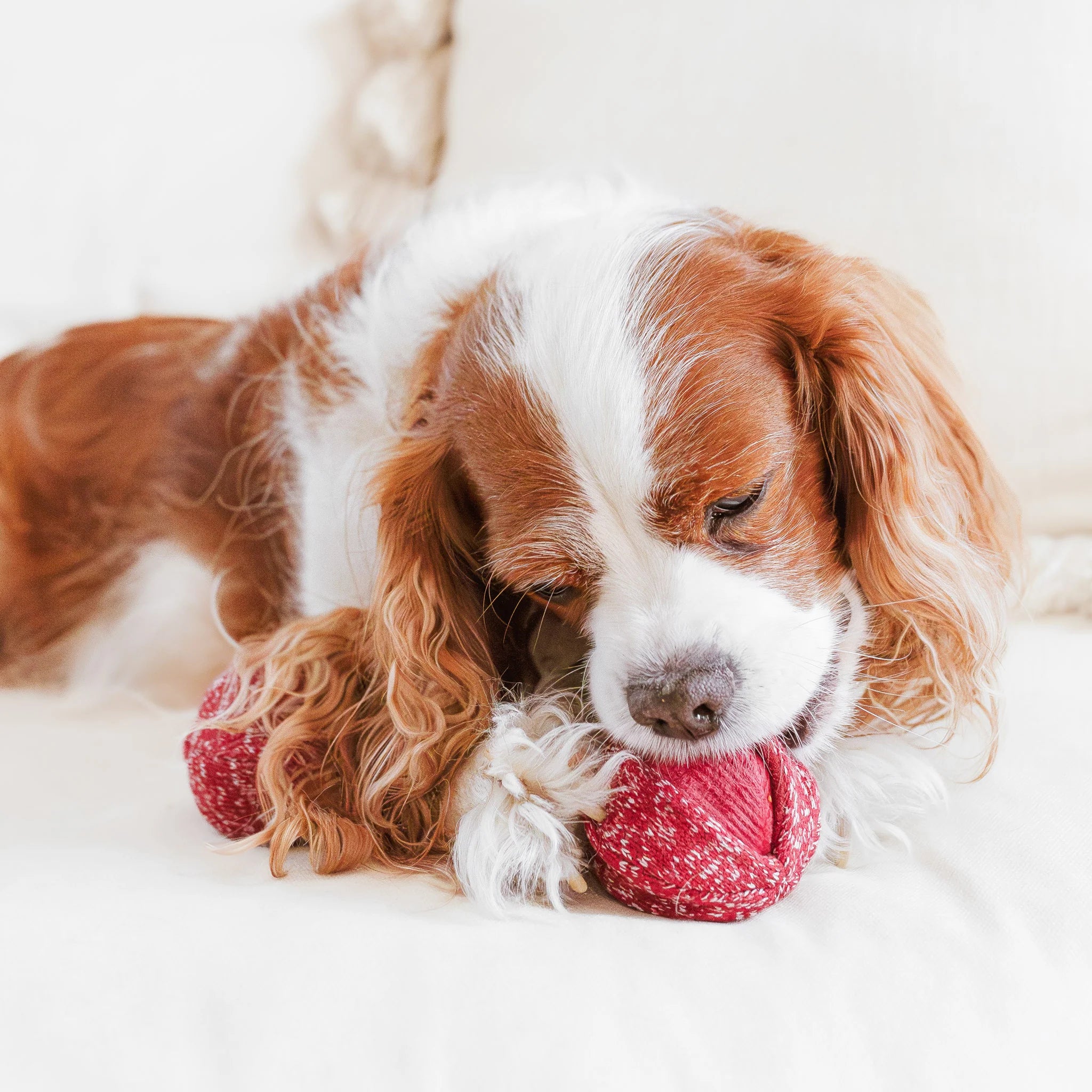 Lambwolf Cherry Pop Bouncy & Snuffle Toy
