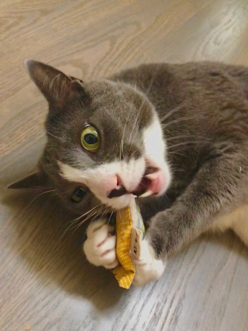 For Mew Organic Catnip Green Bean