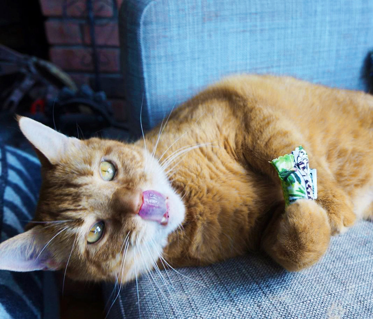 For Mew Organic Catnip Green Bean