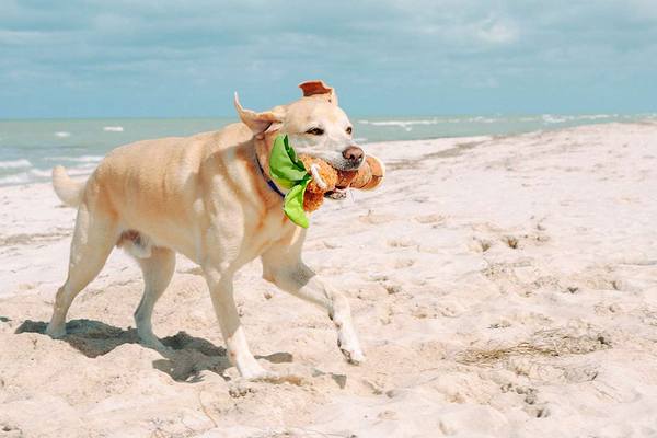 P.L.A.Y Tropical Paradise Squeaky Plush Dog Toy - Puppy Palm