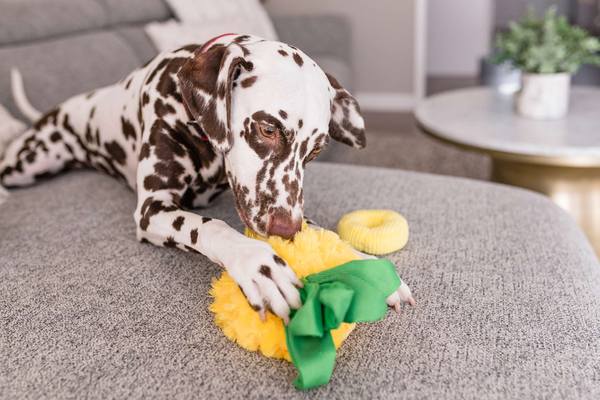 P.L.A.Y Tropical Paradise Squeaky Plush Dog Toy - Paws Up Pineapple