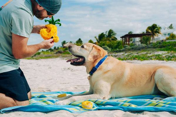 P.L.A.Y Tropical Paradise Squeaky Plush Dog Toy - Paws Up Pineapple