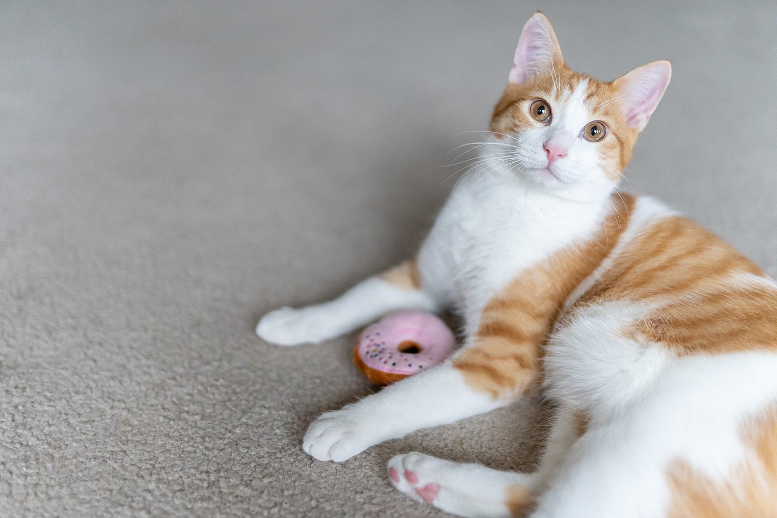P.L.A.Y Feline Frenzy Catnip Kitty Kreme Doughnut