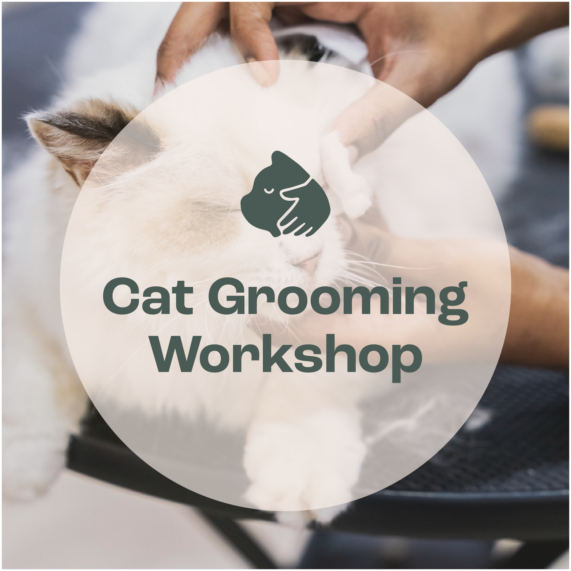 Cat Care & Grooming Essentials Workshop [Upcoming: 29 December 2024]