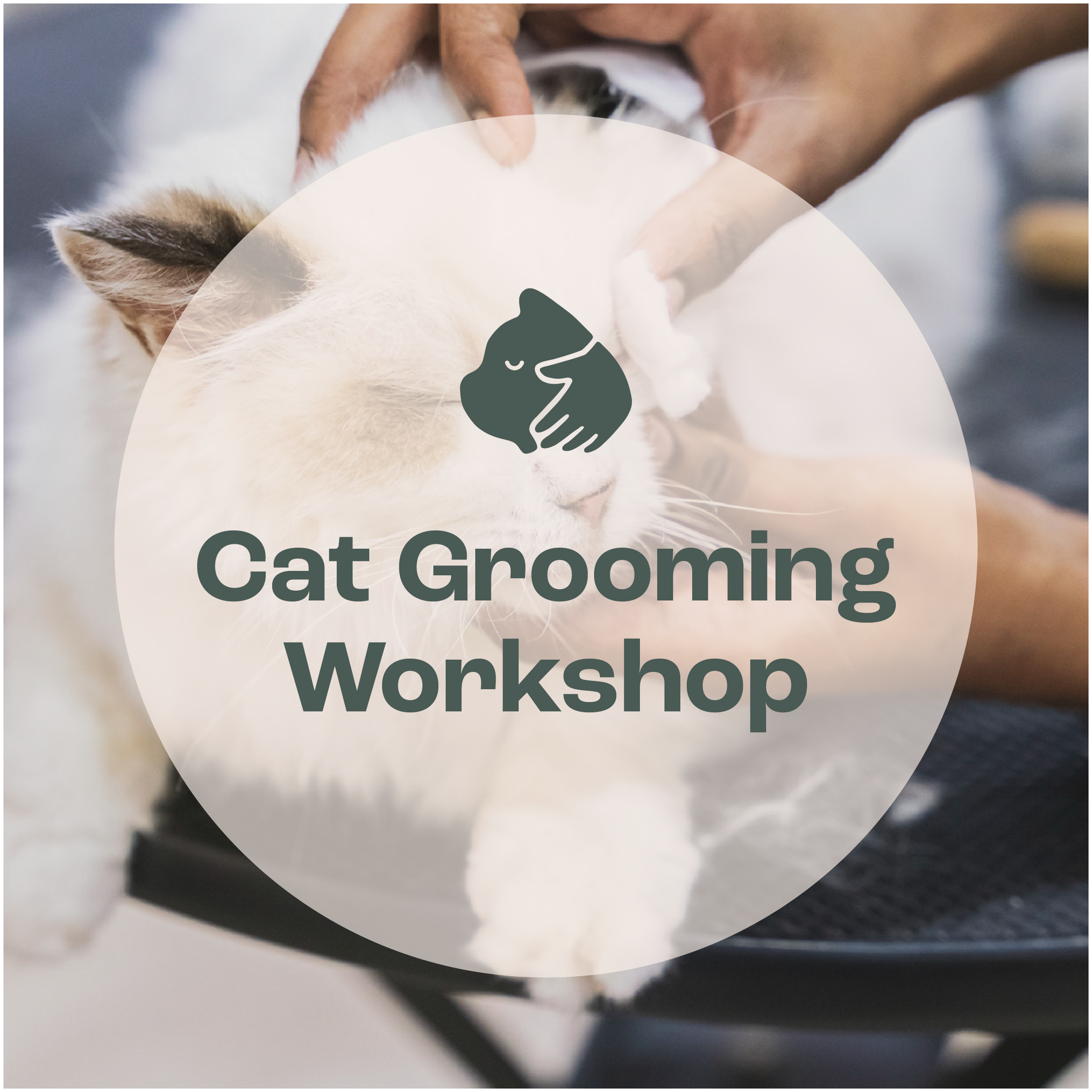 Cat Care & Grooming Essentials Workshop [Upcoming: 29 December 2024]