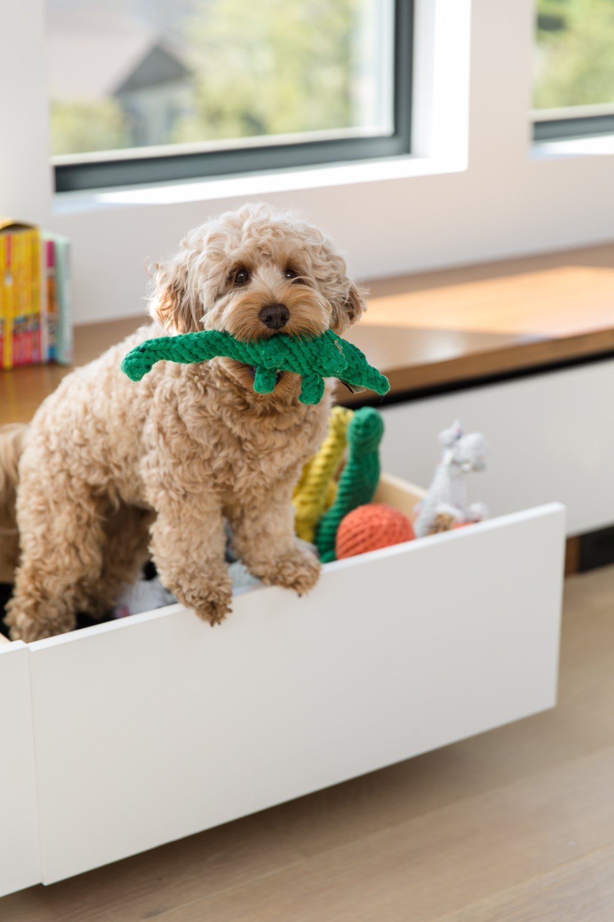 Ⓗ Jax & Bones Brent the Brontosaurus Rope Dog Toy