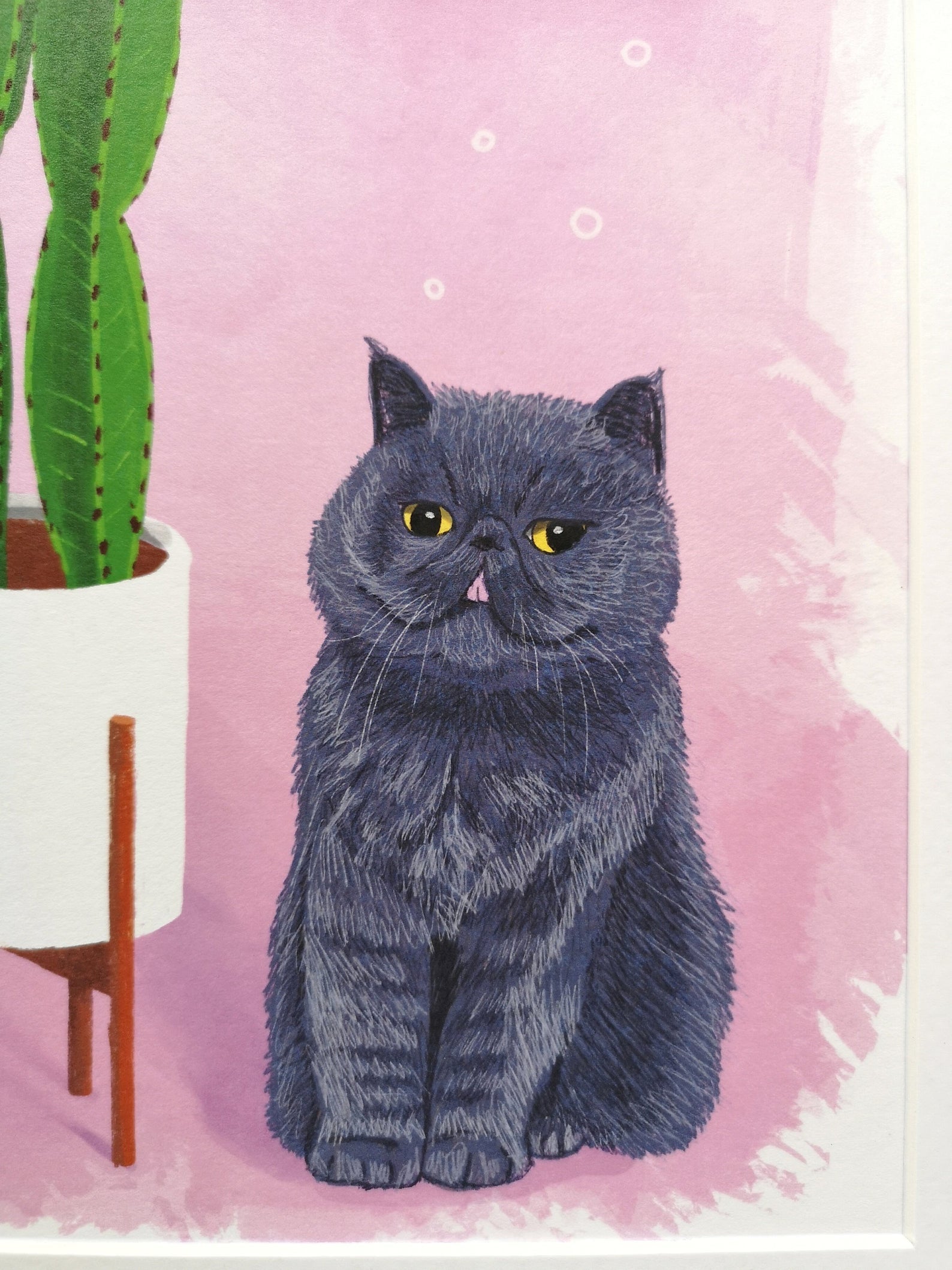 Grey Flat Face Cat with Cactus